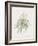 Dracaena Reflexa-Pierre Joseph Redoute-Framed Giclee Print