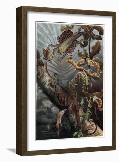 Draco by Alfred Edmund Brehm-Stefano Bianchetti-Framed Giclee Print