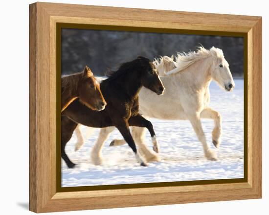 Draft Horse Running With Quarter Horses in Snow-Darrell Gulin-Framed Premier Image Canvas