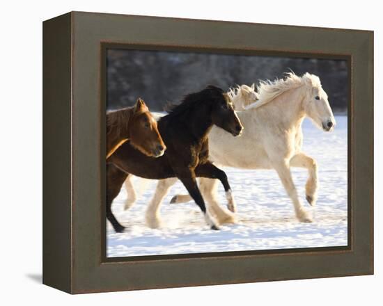 Draft Horse Running With Quarter Horses in Snow-Darrell Gulin-Framed Premier Image Canvas