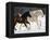 Draft Horse Running With Quarter Horses in Snow-Darrell Gulin-Framed Premier Image Canvas