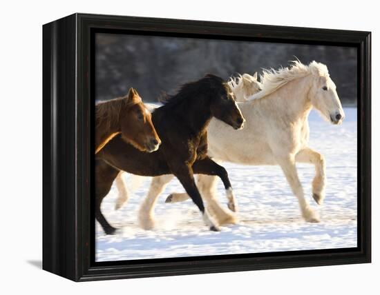 Draft Horse Running With Quarter Horses in Snow-Darrell Gulin-Framed Premier Image Canvas