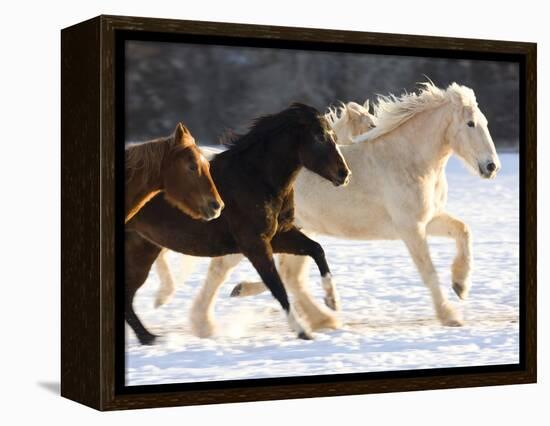 Draft Horse Running With Quarter Horses in Snow-Darrell Gulin-Framed Premier Image Canvas