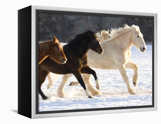 Draft Horse Running With Quarter Horses in Snow-Darrell Gulin-Framed Premier Image Canvas