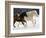 Draft Horse Running With Quarter Horses in Snow-Darrell Gulin-Framed Photographic Print