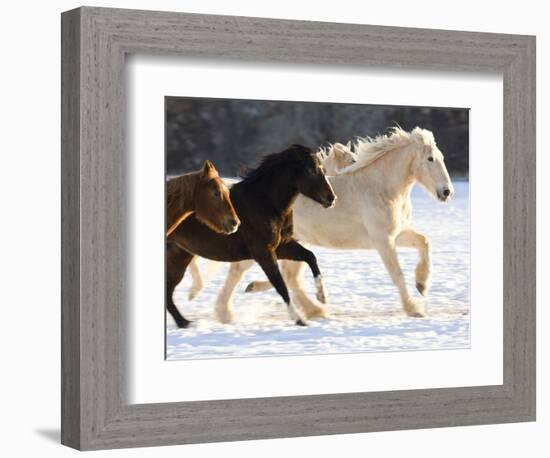 Draft Horse Running With Quarter Horses in Snow-Darrell Gulin-Framed Photographic Print