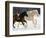 Draft Horse Running With Quarter Horses in Snow-Darrell Gulin-Framed Photographic Print