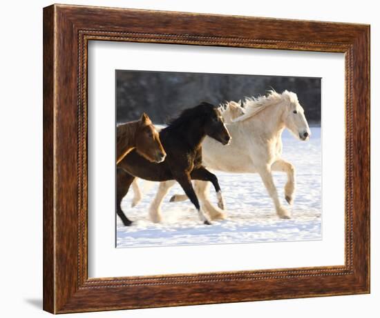 Draft Horse Running With Quarter Horses in Snow-Darrell Gulin-Framed Photographic Print