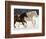 Draft Horse Running With Quarter Horses in Snow-Darrell Gulin-Framed Photographic Print