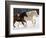 Draft Horse Running With Quarter Horses in Snow-Darrell Gulin-Framed Photographic Print