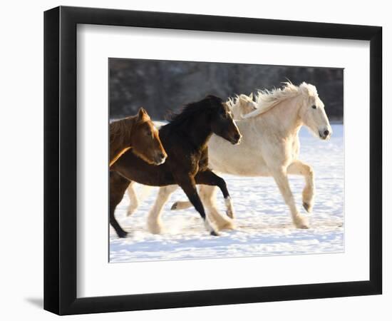 Draft Horse Running With Quarter Horses in Snow-Darrell Gulin-Framed Photographic Print