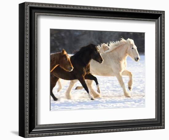 Draft Horse Running With Quarter Horses in Snow-Darrell Gulin-Framed Photographic Print