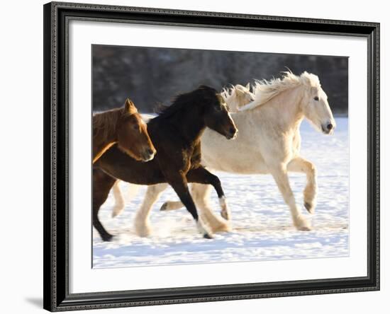 Draft Horse Running With Quarter Horses in Snow-Darrell Gulin-Framed Photographic Print