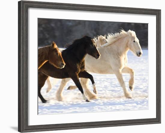 Draft Horse Running With Quarter Horses in Snow-Darrell Gulin-Framed Photographic Print