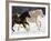 Draft Horse Running With Quarter Horses in Snow-Darrell Gulin-Framed Photographic Print