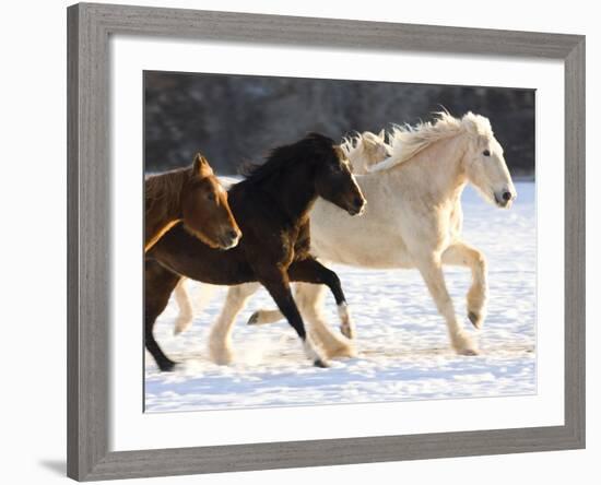 Draft Horse Running With Quarter Horses in Snow-Darrell Gulin-Framed Photographic Print