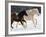 Draft Horse Running With Quarter Horses in Snow-Darrell Gulin-Framed Photographic Print