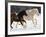 Draft Horse Running With Quarter Horses in Snow-Darrell Gulin-Framed Photographic Print