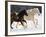 Draft Horse Running With Quarter Horses in Snow-Darrell Gulin-Framed Photographic Print