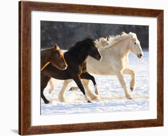 Draft Horse Running With Quarter Horses in Snow-Darrell Gulin-Framed Photographic Print