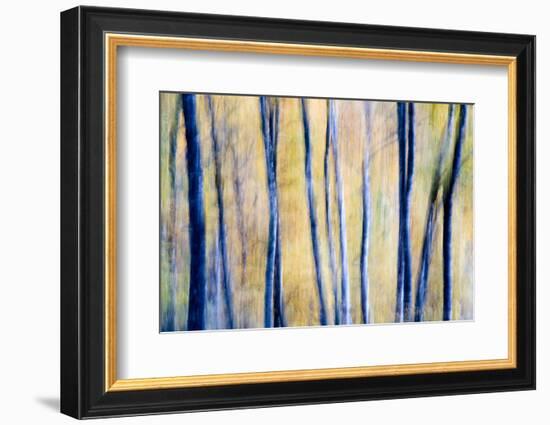 Dragged Shot of Silver Birch Trees-Don Hooper-Framed Photographic Print