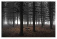 Magical Forest-Dragisa Petrovic-Stretched Canvas