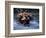 Dragon Boat Race at Miao People's Festival, China-Keren Su-Framed Photographic Print