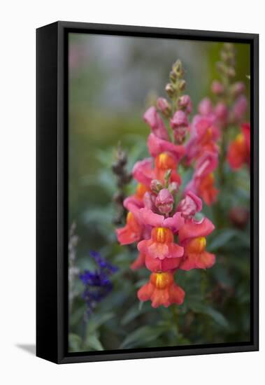 Dragon Flowers in the Garden-Brigitte Protzel-Framed Premier Image Canvas