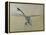 Dragon fly, 2009-Odile Kidd-Framed Premier Image Canvas