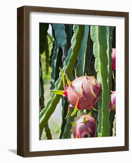 Dragon Fruit at a Fruit Farm, Mekong Delta, Vietnam, Indochina, Southeast Asia, Asia-Matthew Williams-Ellis-Framed Photographic Print