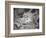 Dragon Head, Kyoto, Japan-Shin Terada-Framed Photographic Print