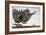 Dragon in Flight, 1979-Wayne Anderson-Framed Giclee Print