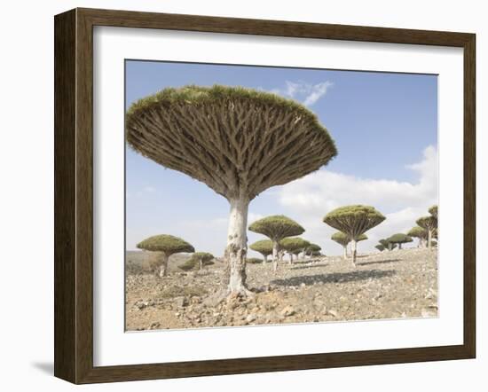 Dragon's Blood Tree, Endemic to Island, Diksam Plateau, Central Socotra Island, Yemen-Waltham Tony-Framed Photographic Print