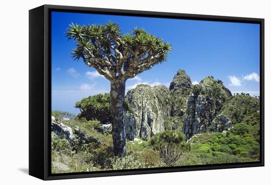 Dragon's Blood Tree-Diccon Alexander-Framed Premier Image Canvas