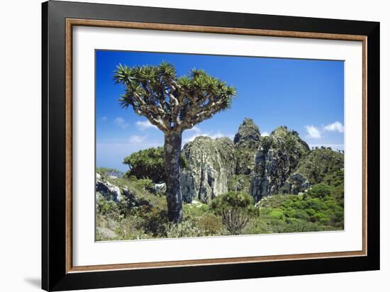 Dragon's Blood Tree-Diccon Alexander-Framed Photographic Print