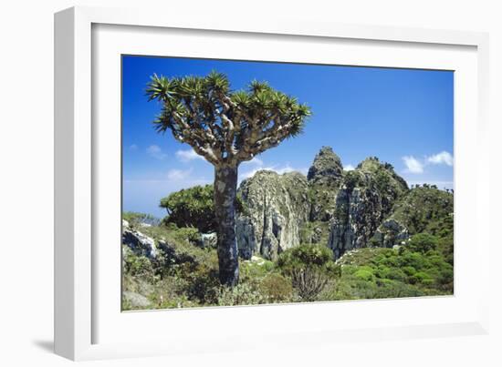 Dragon's Blood Tree-Diccon Alexander-Framed Photographic Print