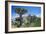 Dragon's Blood Tree-Diccon Alexander-Framed Photographic Print