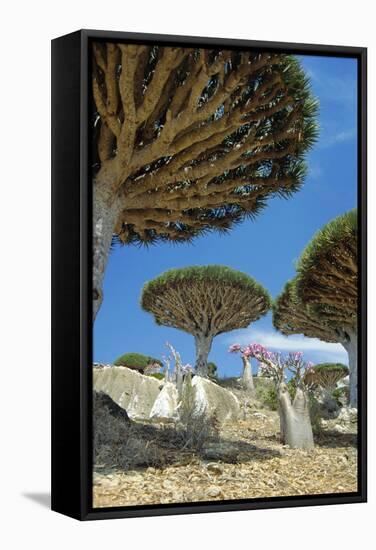 Dragon's Blood Trees-Diccon Alexander-Framed Premier Image Canvas