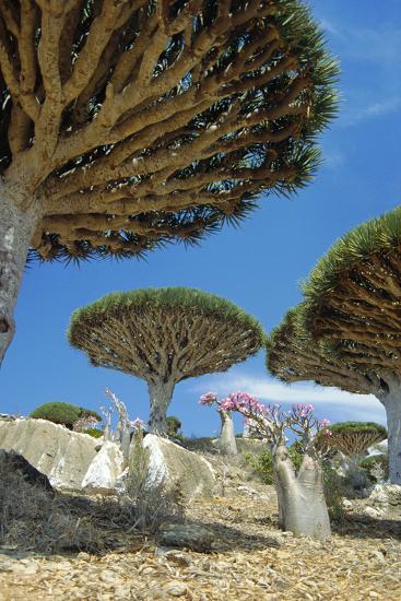 Dragon S Blood Trees Photographic Print Diccon Alexander Art Com Dragon S Blood Trees Photographic Print Diccon Alexander Art Com