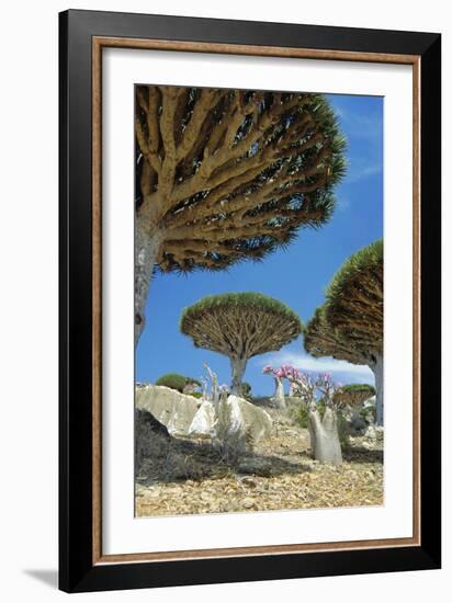 Dragon's Blood Trees-Diccon Alexander-Framed Photographic Print