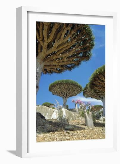 Dragon's Blood Trees-Diccon Alexander-Framed Photographic Print
