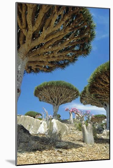 Dragon's Blood Trees-Diccon Alexander-Mounted Photographic Print