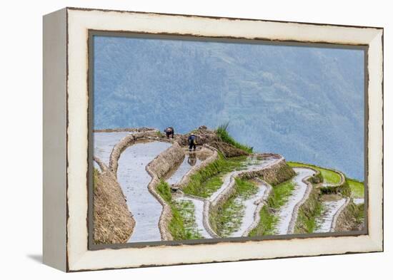 Dragon Spine Rice Terraces Longsheng, China-Michael DeFreitas-Framed Premier Image Canvas