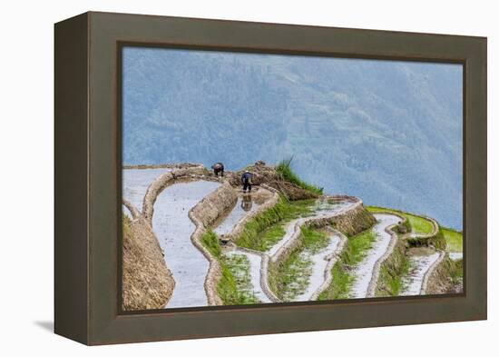 Dragon Spine Rice Terraces Longsheng, China-Michael DeFreitas-Framed Premier Image Canvas