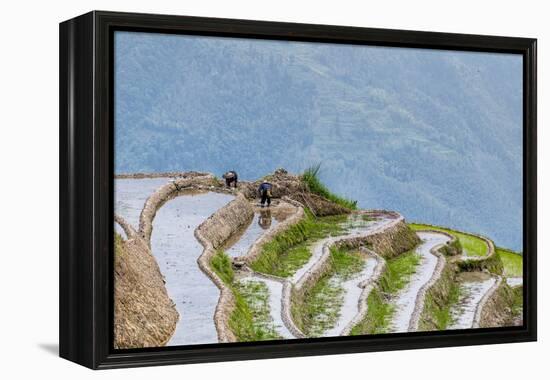 Dragon Spine Rice Terraces Longsheng, China-Michael DeFreitas-Framed Premier Image Canvas