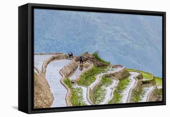 Dragon Spine Rice Terraces Longsheng, China-Michael DeFreitas-Framed Premier Image Canvas