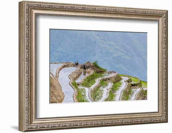 Dragon Spine Rice Terraces Longsheng, China-Michael DeFreitas-Framed Photographic Print