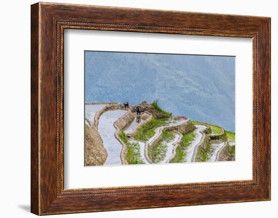 Dragon Spine Rice Terraces Longsheng, China-Michael DeFreitas-Framed Photographic Print