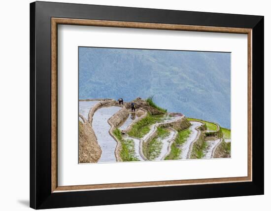 Dragon Spine Rice Terraces Longsheng, China-Michael DeFreitas-Framed Photographic Print