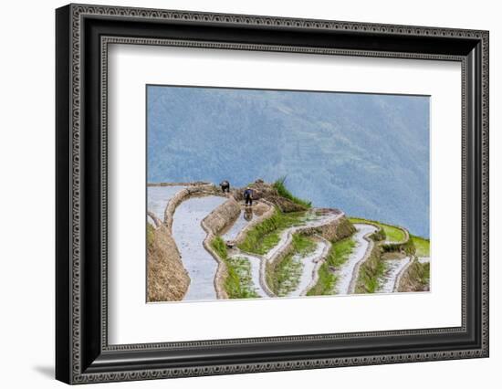 Dragon Spine Rice Terraces Longsheng, China-Michael DeFreitas-Framed Photographic Print